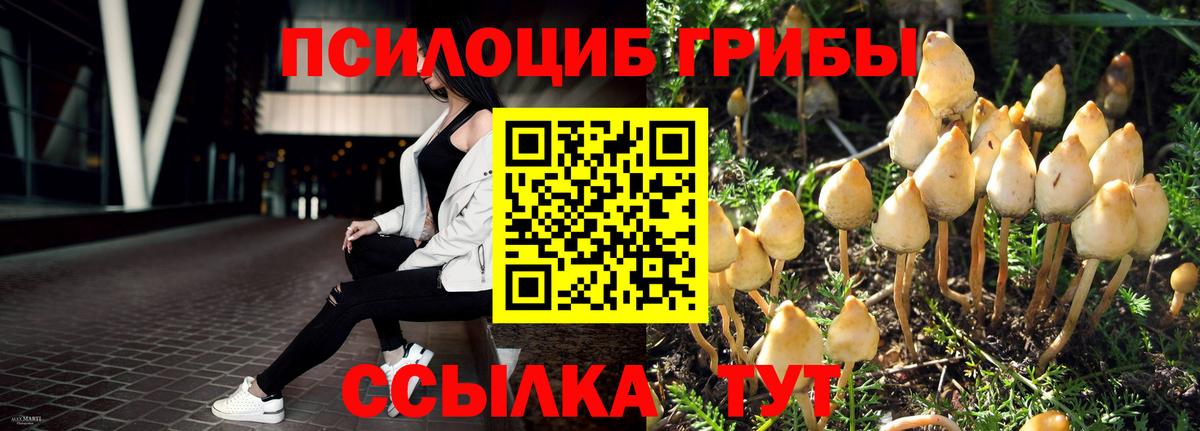 Ногинск  Псилоцибиновые грибы Cubensis  Вход с VPN 